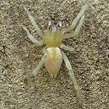 Cheiracanthiium furculataulm